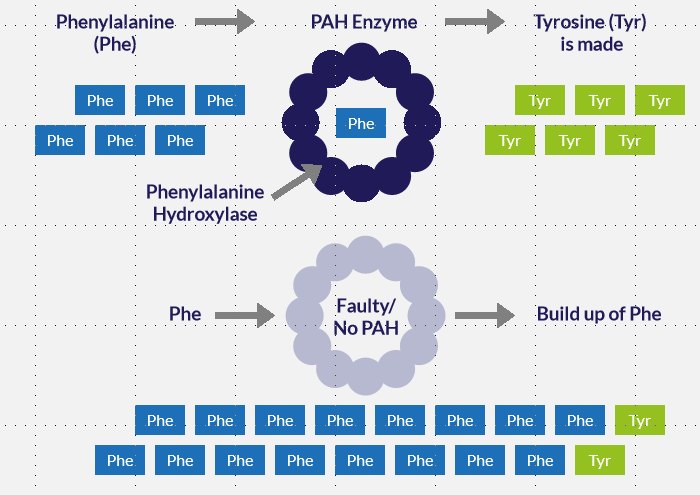 PAH enzyme